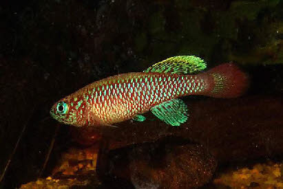 Nothobranchius kilomberoensis