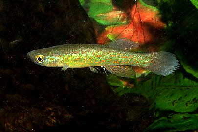 Fundulus julisia