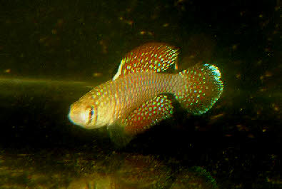 Spectrolebias reticulatus