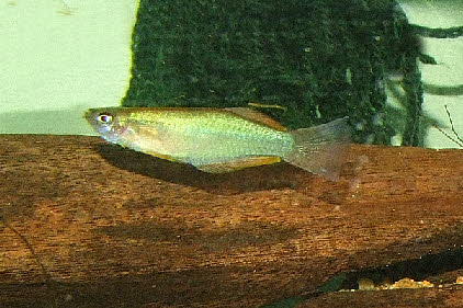 Procatopus nototaenia 