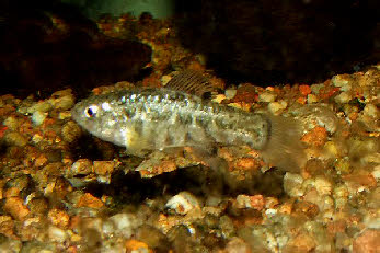 Cyprinodon eremus