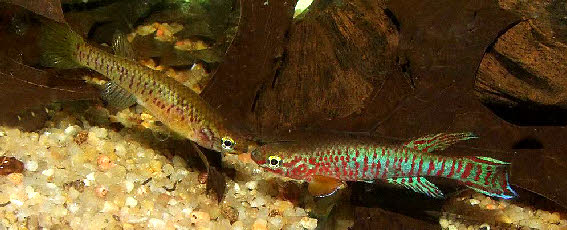Aphyosemion kekemense