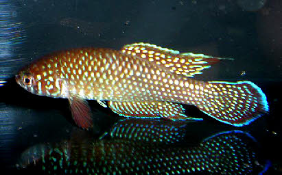 Simpsonichthys punctulatus