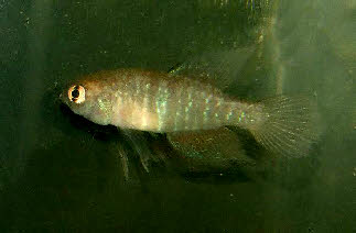 Hypsolebias marginatus