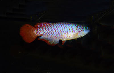 Nothobranchius geminus