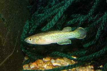 Pachypanchax sparksorum