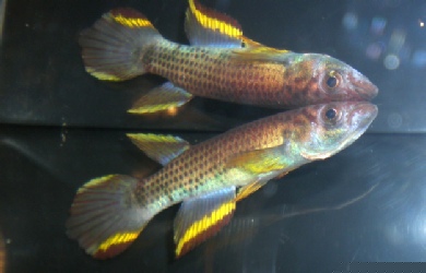 Epiplatys infrafasciatus du groupe Epiplatys sexfasciatus