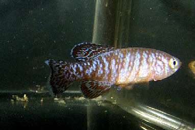 Nothobranchius symoensi