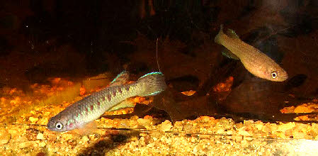 Nimbapanchax jeanpoli Nimbapanchax jeanpoli