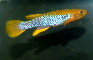 Aphyosemion citrineipinnis Aphyosemion citrineipinnis