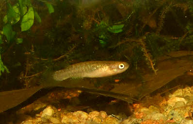 Atlantirivulus luelingi