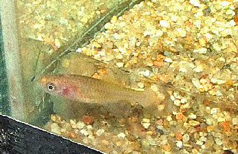 Nothobranchius guentheri Nothobranchius guentheri