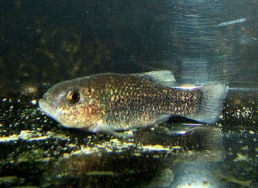 Cyprinodon elegans