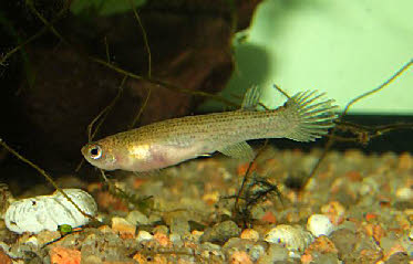 Anablepsoides elongatus