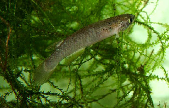 Atlantirivulus santensis