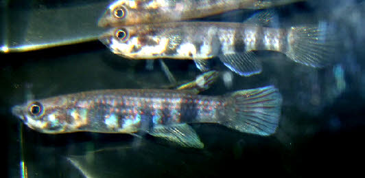 Epiplatys mesogramma