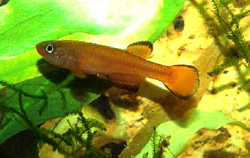 Aphyosemion passaroi