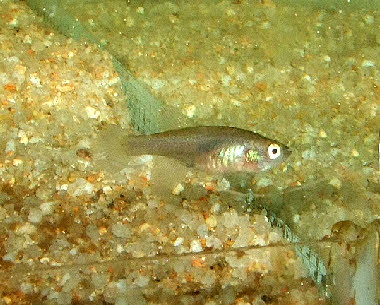  Nothobranchius marmoreus