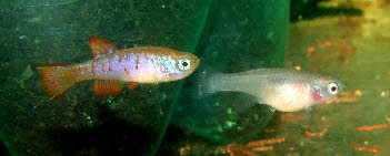 Fundulosoma thierryi Fundulosoma thierryi