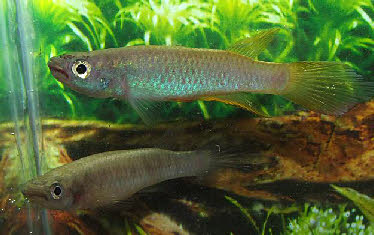 Epiplatys infrafasciatus Zenkeri