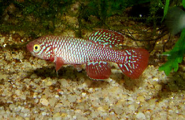 Nothobranchius kadleci