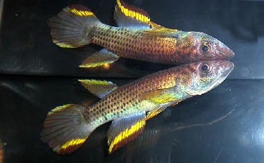 Epiplatys infrafasciatus Zenkeri