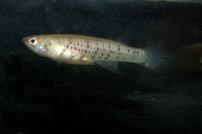 Epiplatys singa