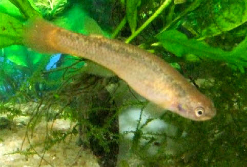 Cynodonichthys rubripunctatus