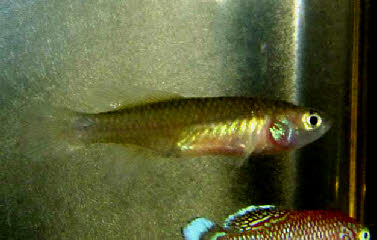 Nothobranchius polli