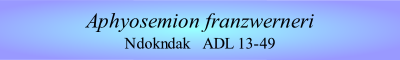 Aphyosemion franzwerneri
Ndokndak   ADL 13-49