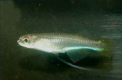 Platataplochilus  sp. poku