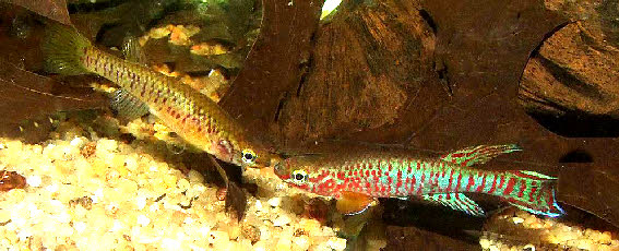 Aphyosemion kekemense Aphyosemion kekemense
