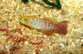 Nothobranchius guentheri Nothobranchius guentheri