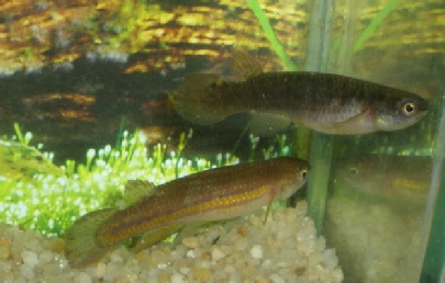 Cynodonichthys ( Rivulus ) birkhahni