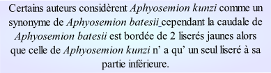 Certains auteurs considèrent Aphyosemion kunzi comme un synonyme de Aphyosemion batesii cependant la caudale de Aphyosemion batesii est bordée de 2 liserés jaunes alors que celle de Aphyosemion kunzi n’ a qu’ un seul liseré à sa partie inférieure.