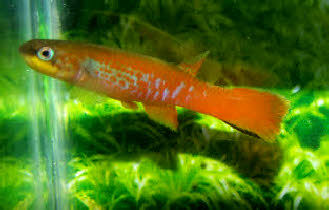 Laimosemion ( Rivulus ) agilae