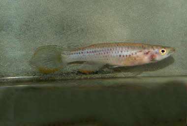 Epiplatys ansorgii