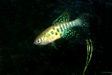 Hypsolebias virgulatus