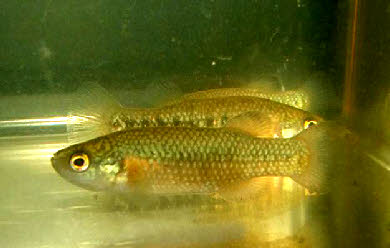 Crenichthys baileyi baileyi