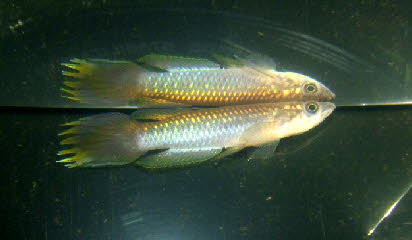 Epiplatys fasciolatus fasciolatus