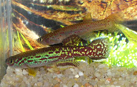 Fundulopanchax marmoratus Fundulopanchax marmoratus