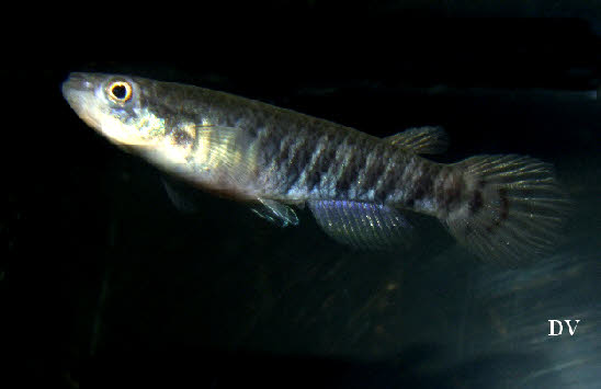 Epiplatys  spilargyreius