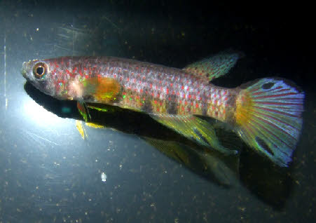 Epiplatys huberi