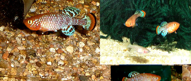 Nothobranchius rachovii