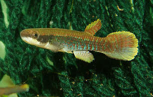 Laimosemion strigatus