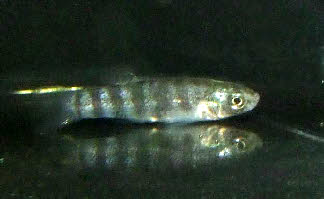 Aphanius anatoliae transgrediens