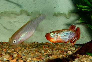 Nothobranchius flammicomantis