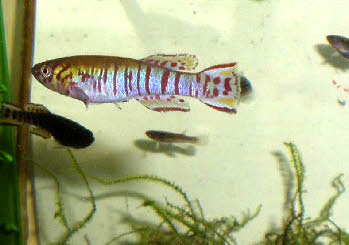 Fundulopanchax walkeri