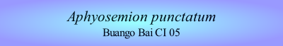 Aphyosemion punctatum
Buango Bai CI 05