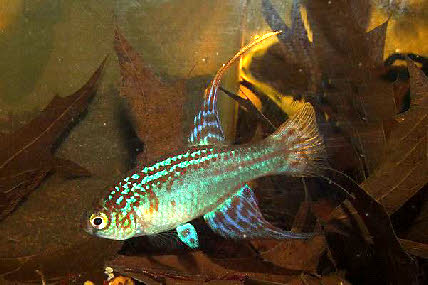 Maratecoara  splendida